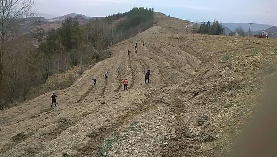 擂鼓镇：田间地头忙春耕