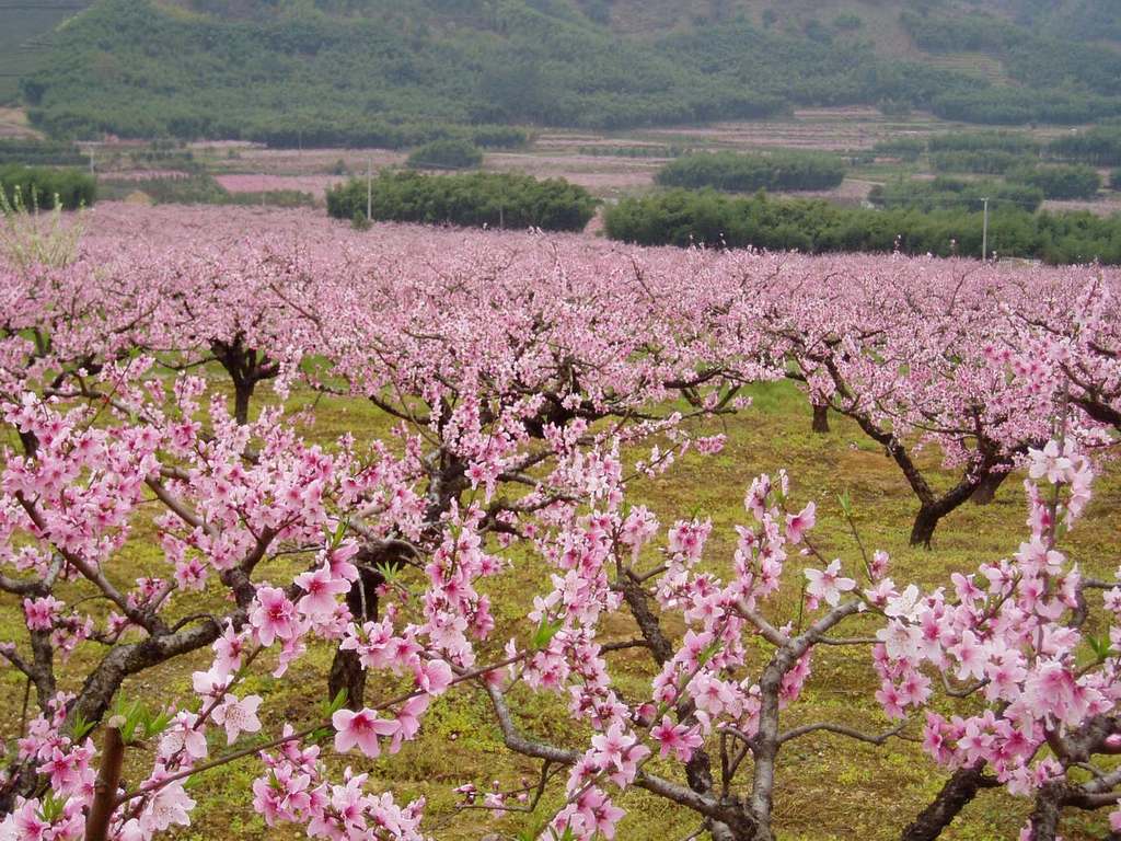 本周六，竹山公平村首届桃花节喊你来打卡！