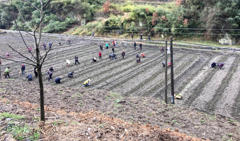 竹坪乡：茶苗移栽正当时
