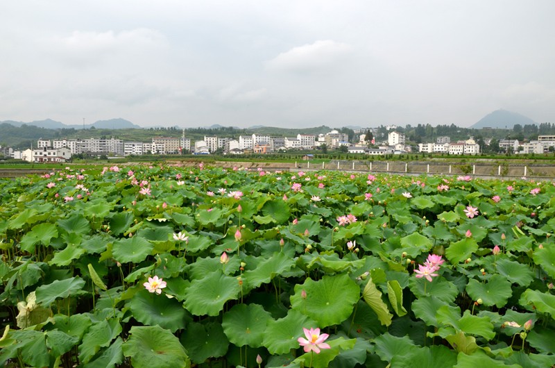 麻家渡镇：产业与新居两相宜