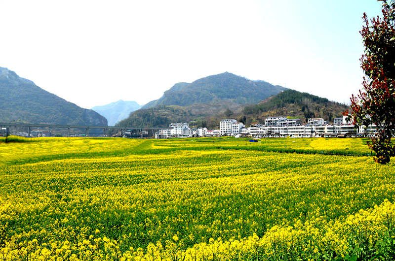 溢水镇：油菜花开更绚烂