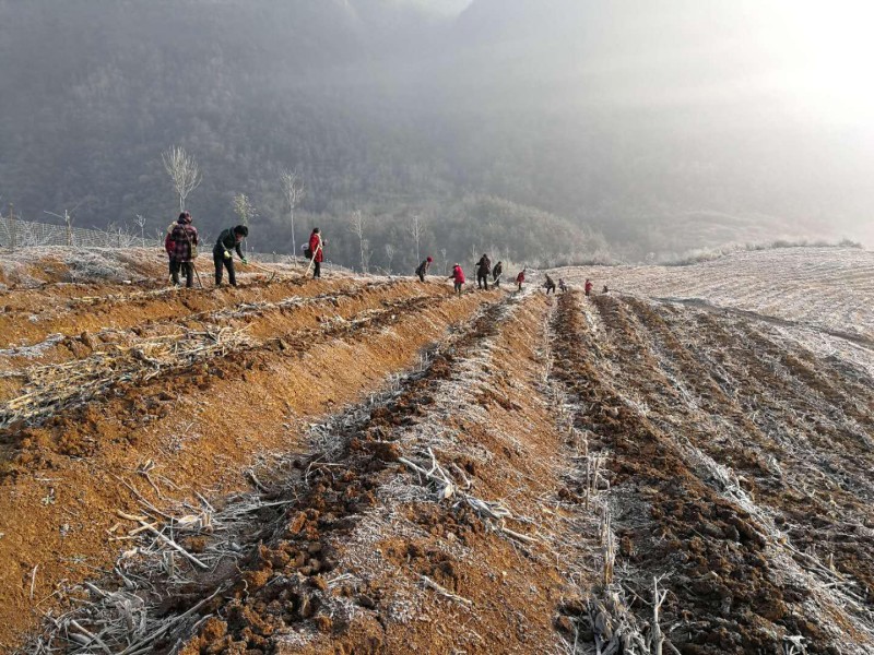 秦古镇打造万亩生态观光茶园 