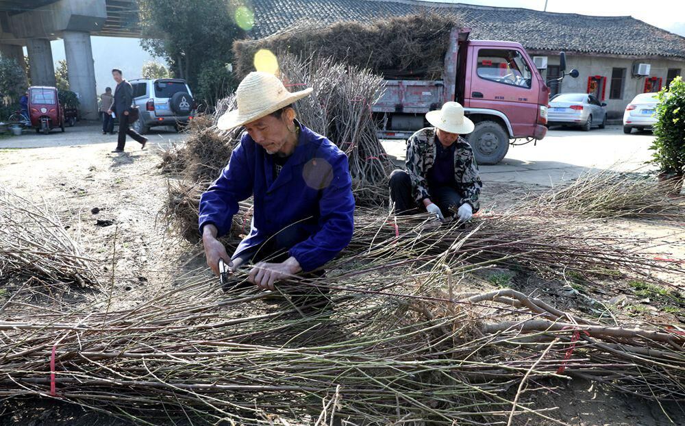 东川苗圃组织苗木为植树造林作准备