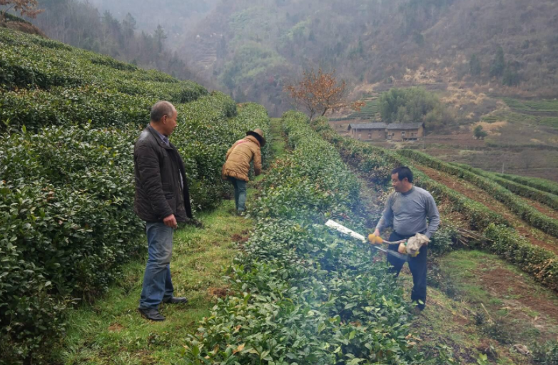 得胜镇：巧借春雨管茶园 做强产业助脱贫