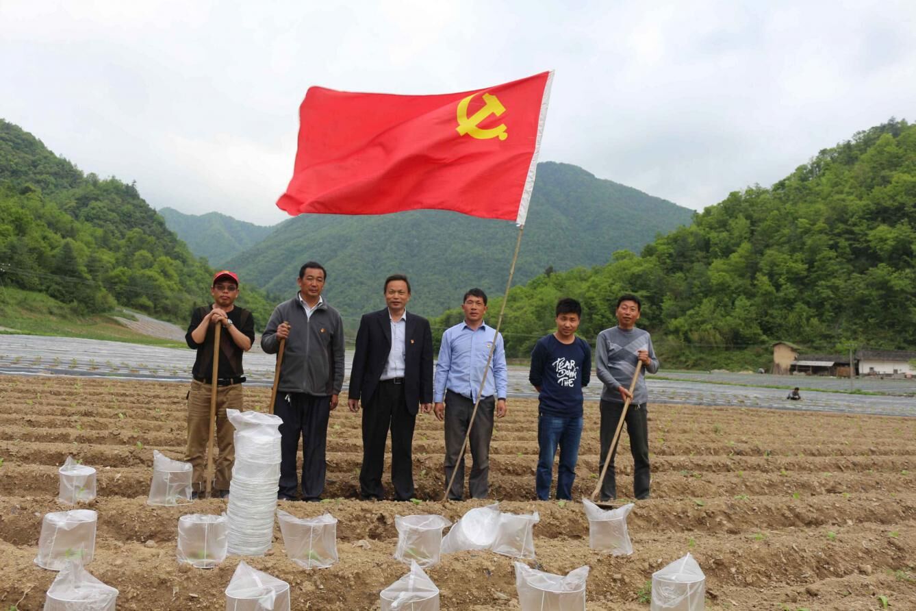 柳林乡：飘扬在烟田上的红党旗