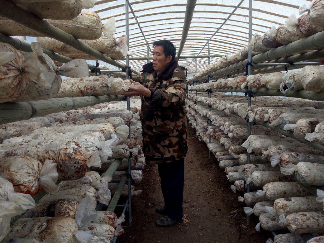 楼台乡：种植香菇奔“钱途”