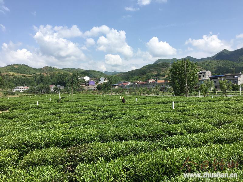 竹坪乡：砥砺奋进展新颜