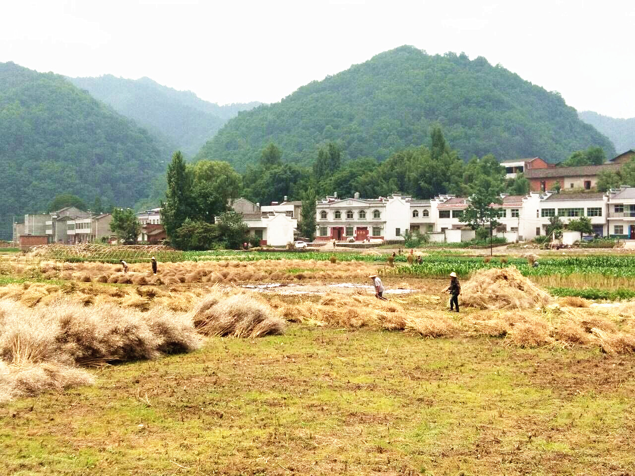 抢收油菜籽保丰收