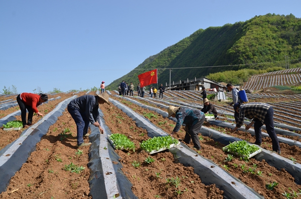 双台乡：召开烤烟种植技术培训会