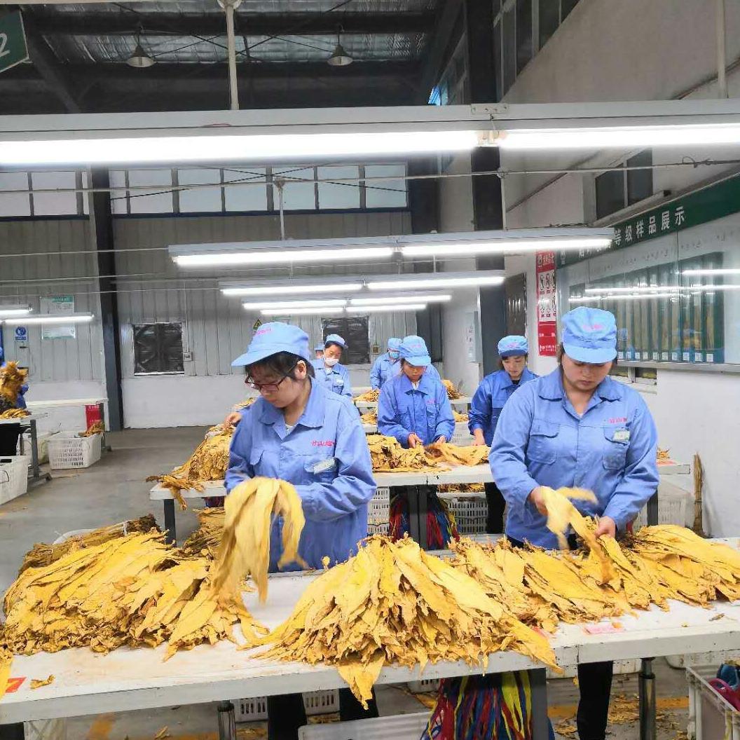 官渡镇：烟叶开秤收购　促农增收致富