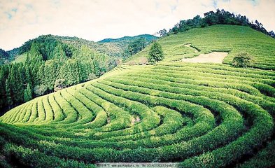 麻家渡镇：秸秆回田肥土壤  建好茶园富一方