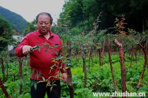 双台乡村干部退休不退志育苗40000株
