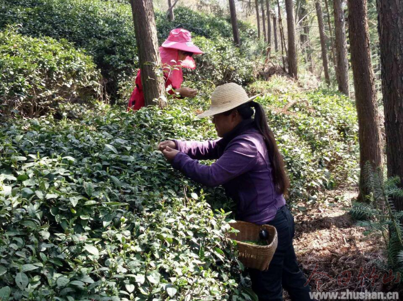 得胜镇：万亩茶园美如画 茶园飘香采茶忙