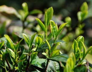  秦古镇解决“四个问题”做好春季茶园管护