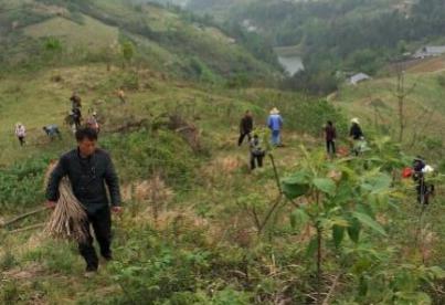 溢水镇精准灭荒造林工程如火如荼