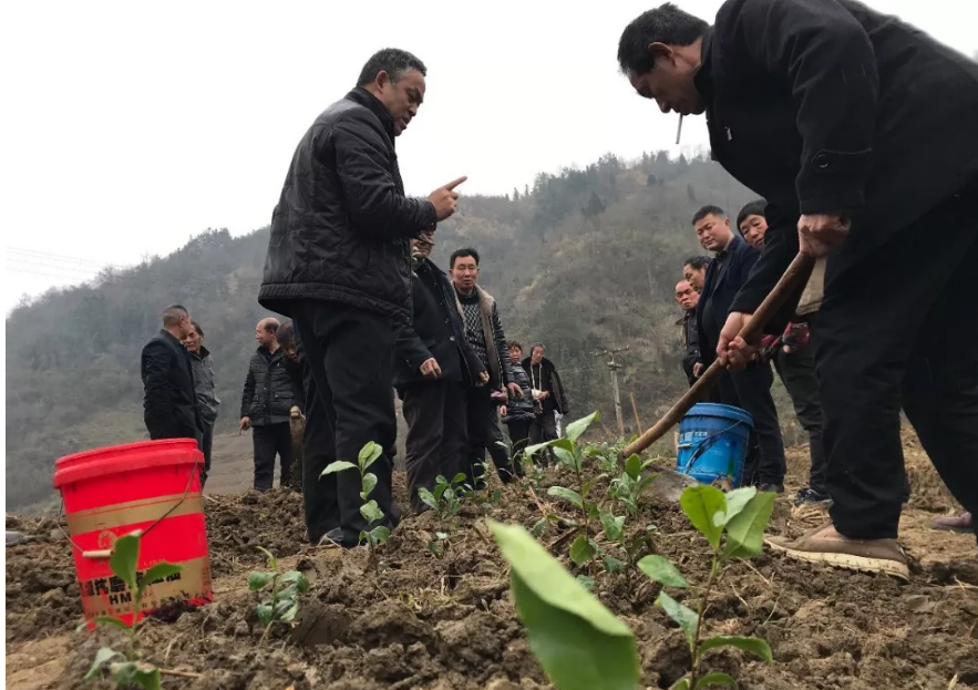 鸡公梁下兴茶忙