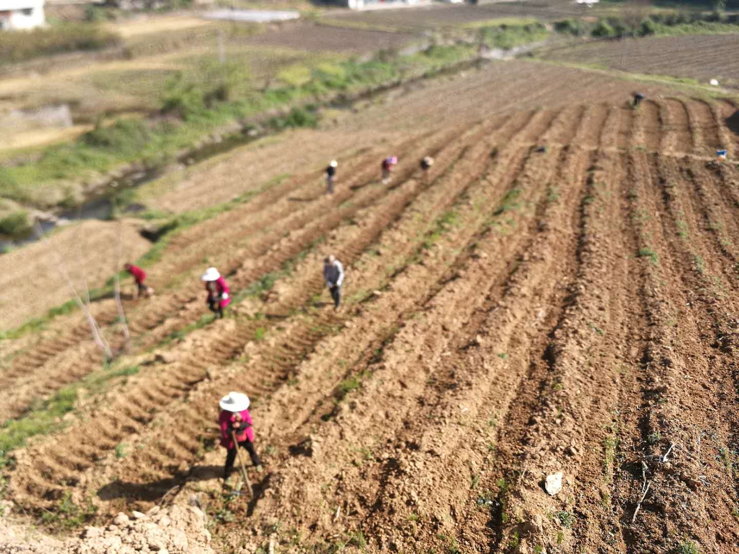 大庙乡:以退耕还林项目建设推动茶叶产业发展