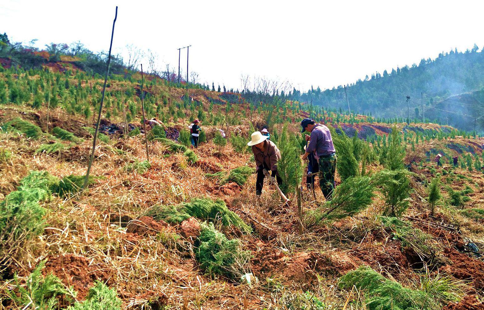 秦古镇义务植树20000株