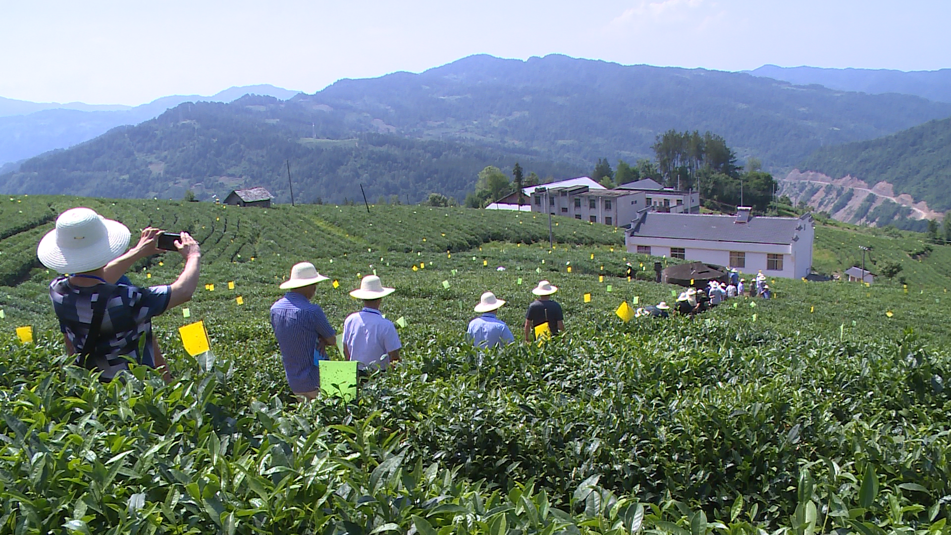 秦巴山區(qū)茶葉綠色發(fā)展技術(shù)推進(jìn)會在我縣召開