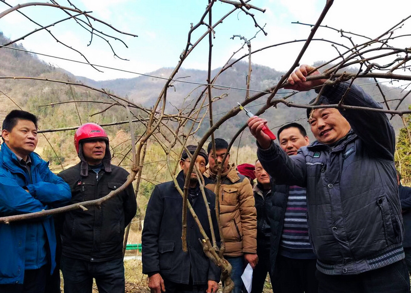 官渡镇举办猕猴桃产业技术培训会