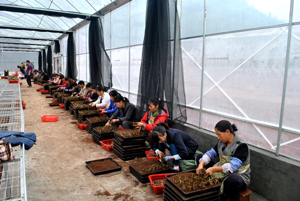 溢水镇：四举措掀起秋冬农业开发高潮