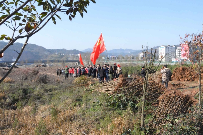 秦古镇：见缝插绿 美化家园