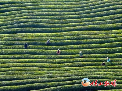 聽竹山 | 家鄉(xiāng)的那片茶葉園