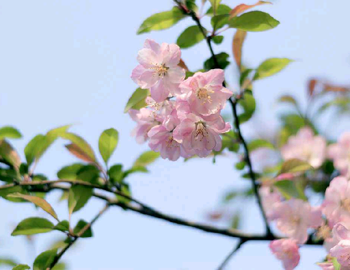 春風(fēng)不語 滿城芳華