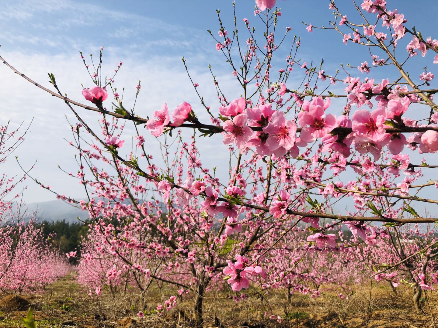 百畝桃花盛開(kāi) 果農(nóng)豐收在望