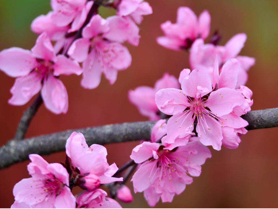 桃花盛開(kāi)一掃陰霾