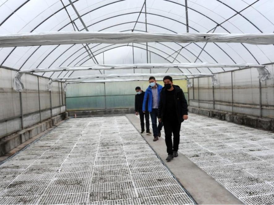 今年我县计划种植烟叶2.5万亩