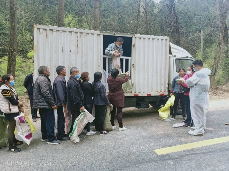 县金源牧业公司首批供应170余头仔猪