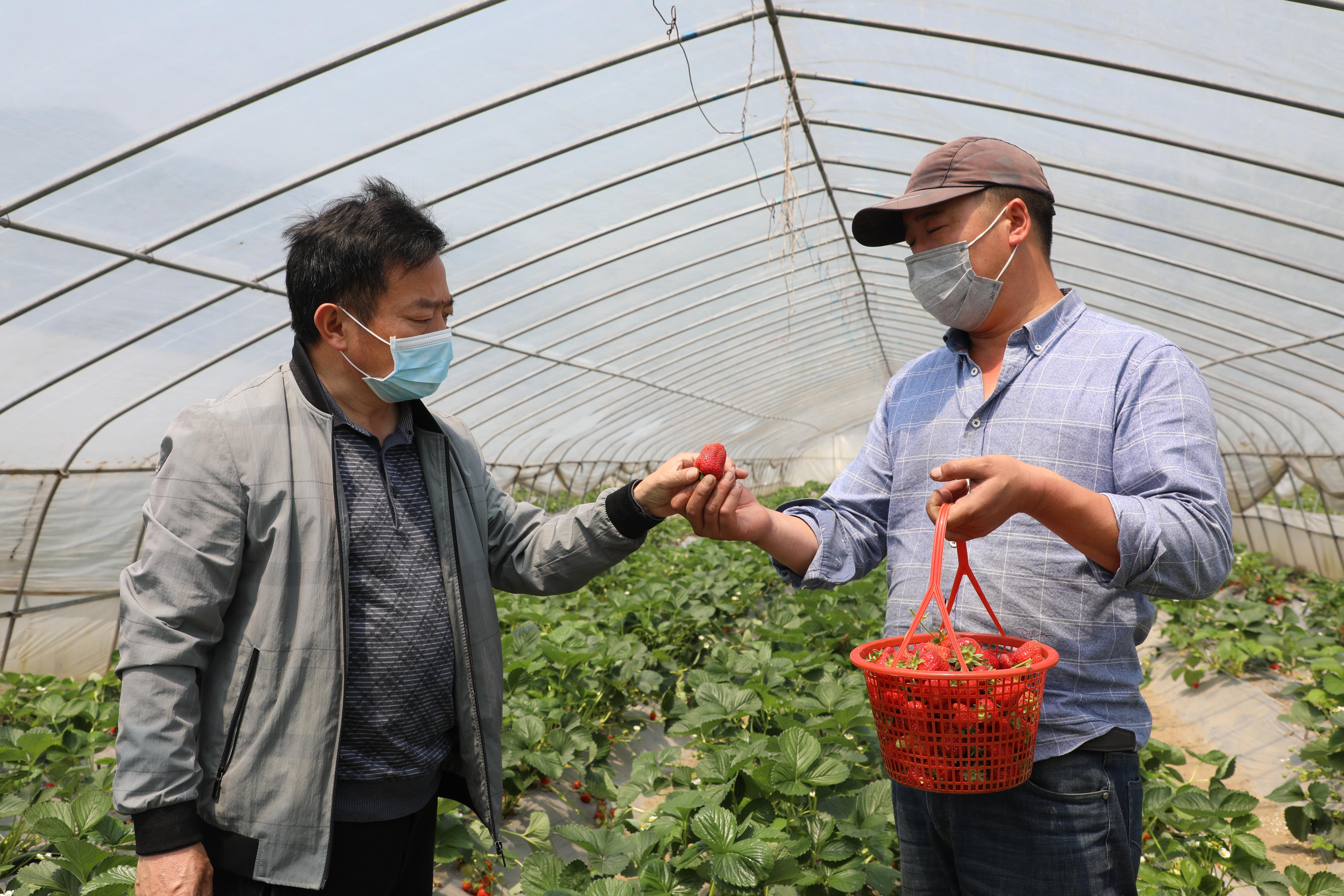 蒋耀喜喊你去刘家山摘草莓