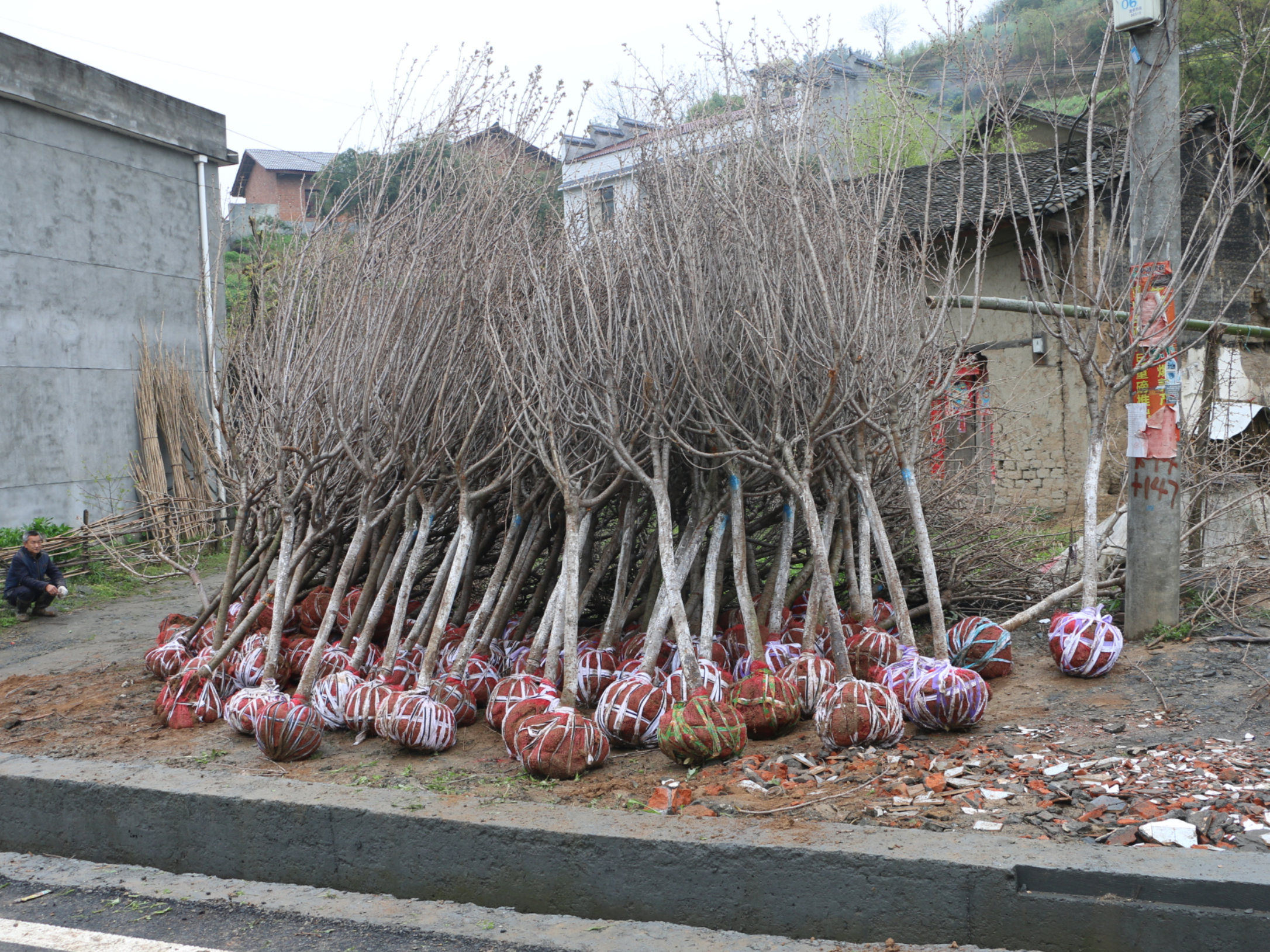 竹坪鄉(xiāng)：新栽6000株綠植美化家園