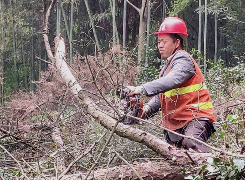 我縣清理枯死松樹(shù)近60000株