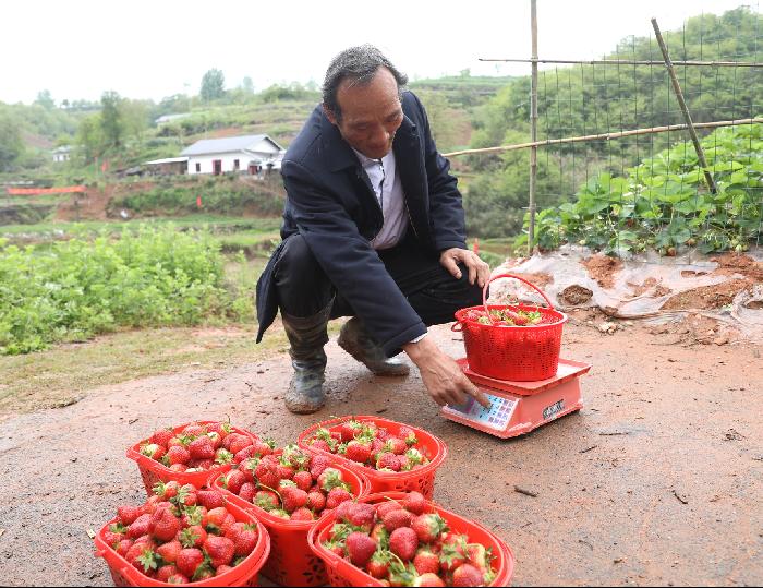退伍老兵的草莓情缘