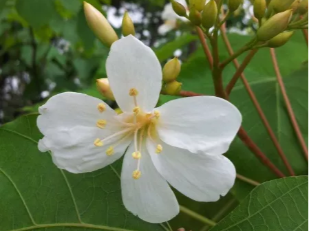 聽竹山｜故鄉(xiāng)的油桐花開了