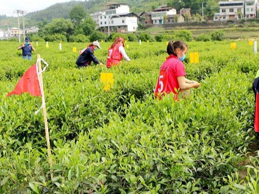 我县举行首个“国际茶日”庆祝活动