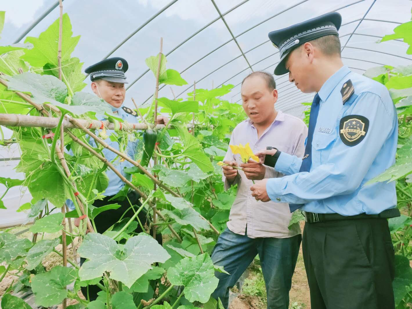 縣市場監(jiān)管局為觀音溝大棚蔬菜銷售牽線搭橋 