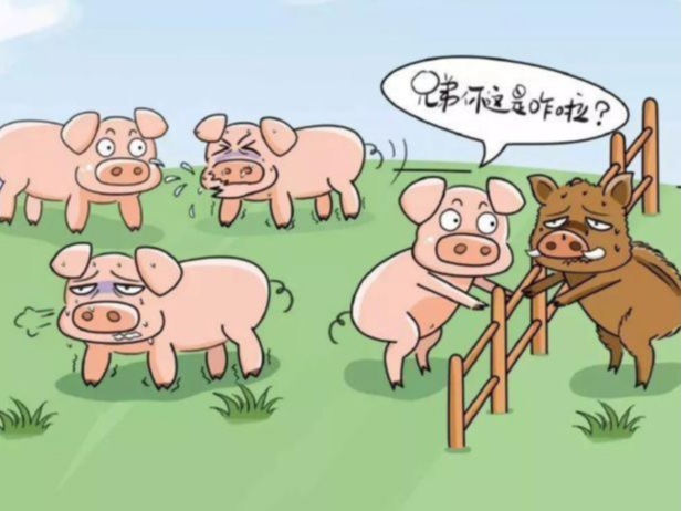 “预防猪瘟”种罂粟 糊涂老汉受处罚