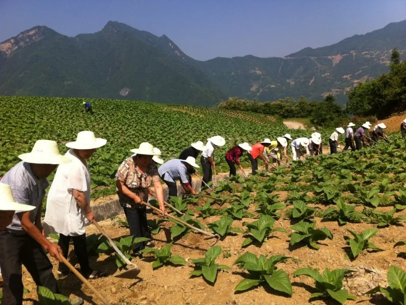 聽竹山｜承載夢想的“金葉子”