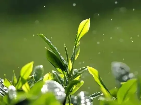 聽竹山｜春日芳菲閑話茶，你是幾級茶客？