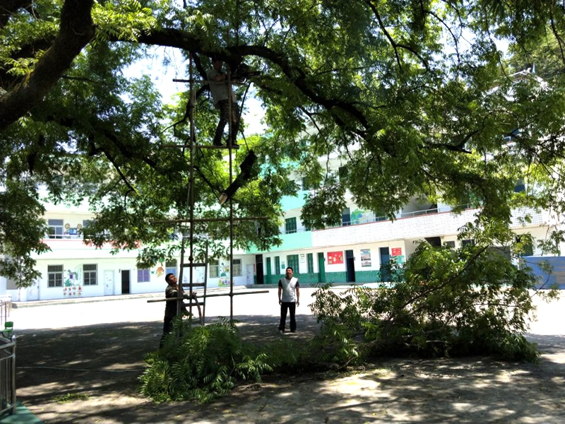 野保专家为古树“问诊”复位