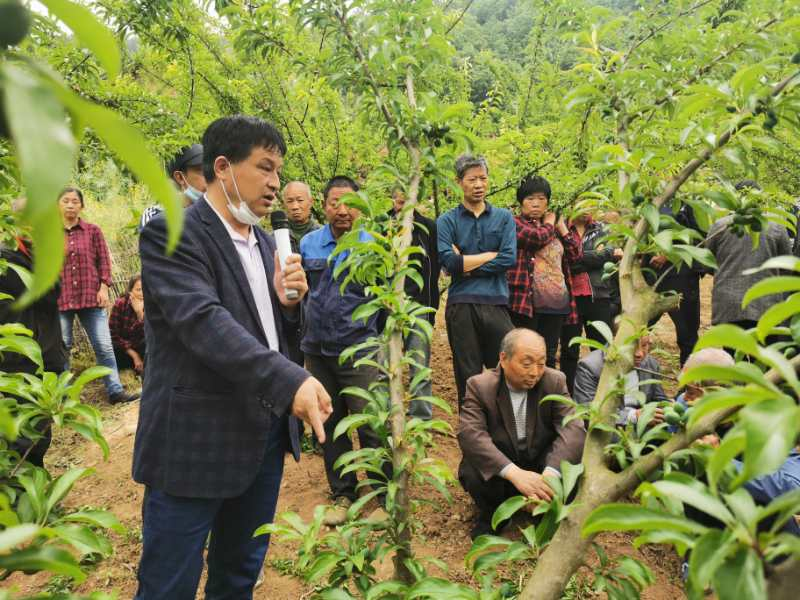 脆紅李點燃脫貧致富新希望