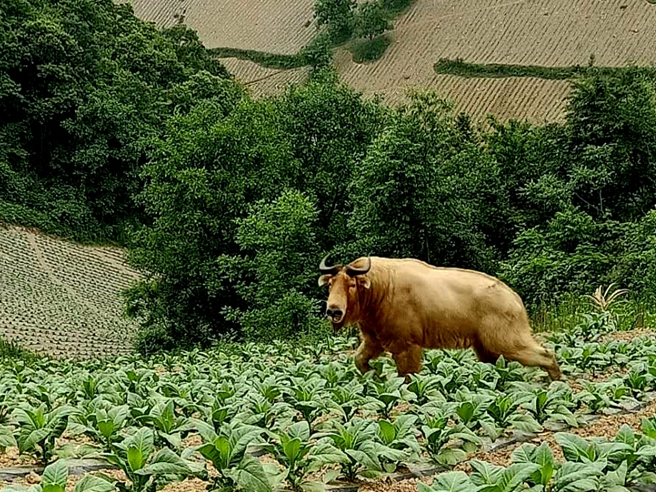 柳林乡发现国家一级保护动物羚牛