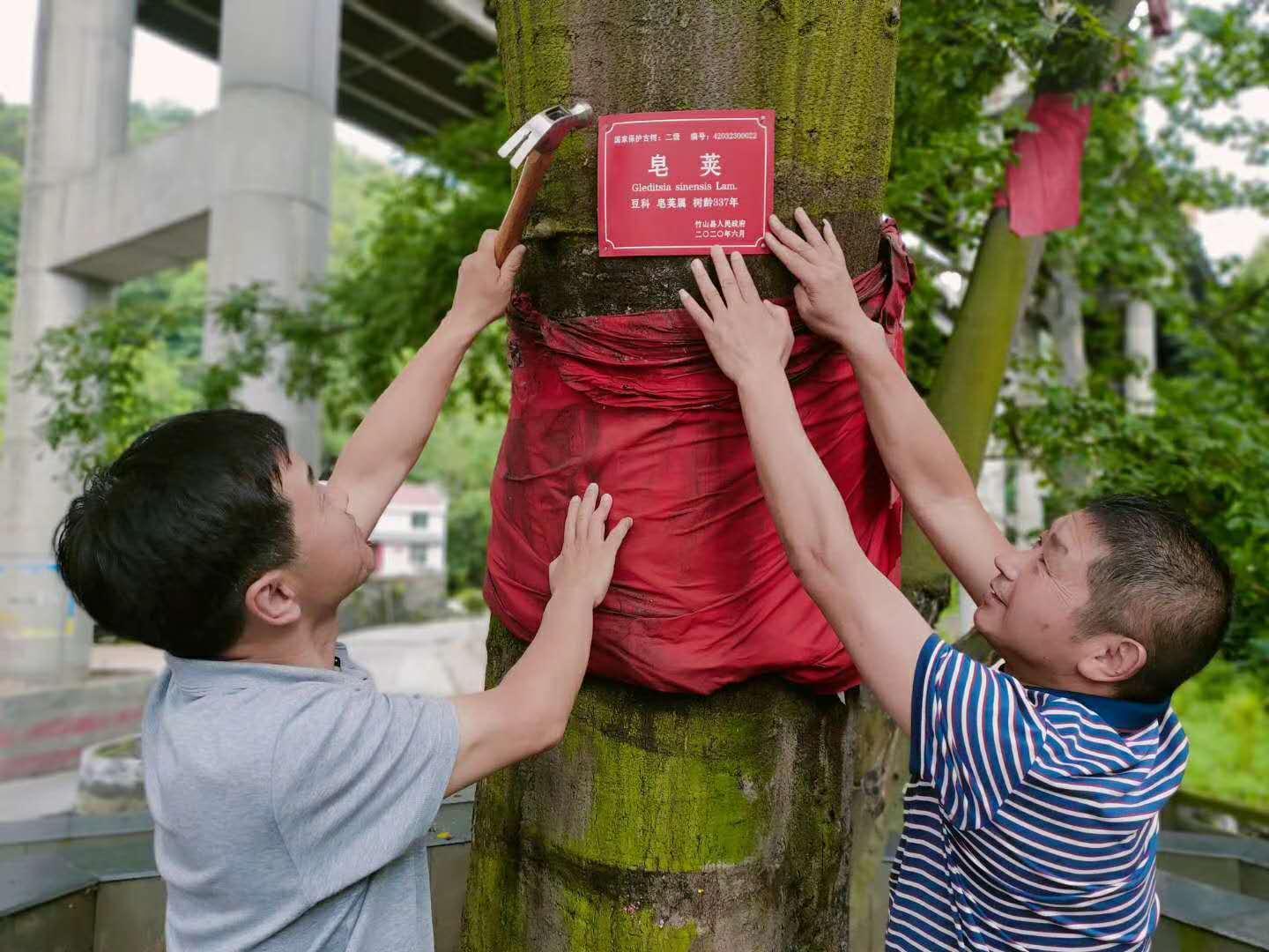 我县为630棵古树发“身份证”