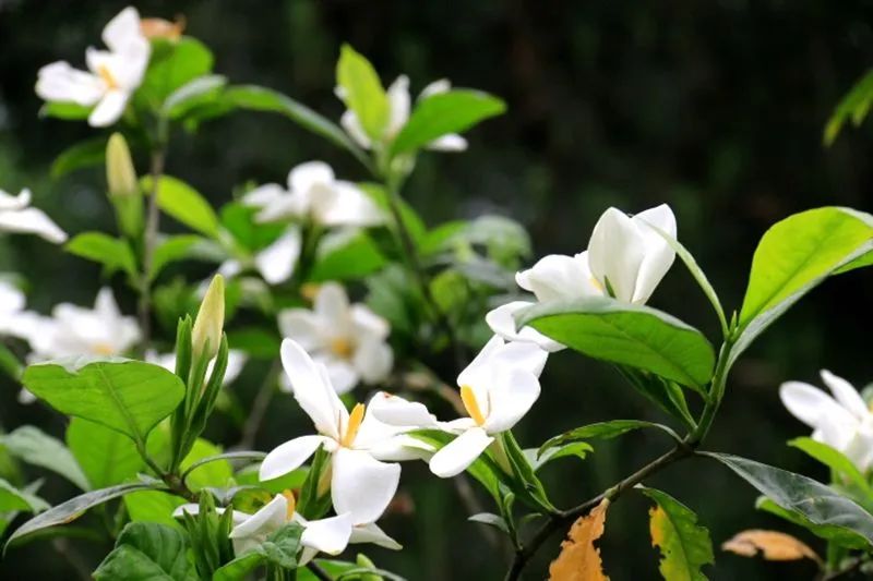 聽竹山｜梔子花開惹人醉