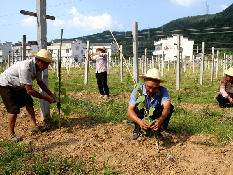 上庸鎮(zhèn)：30畝葡萄成為貧困戶“甜蜜產業(yè)”