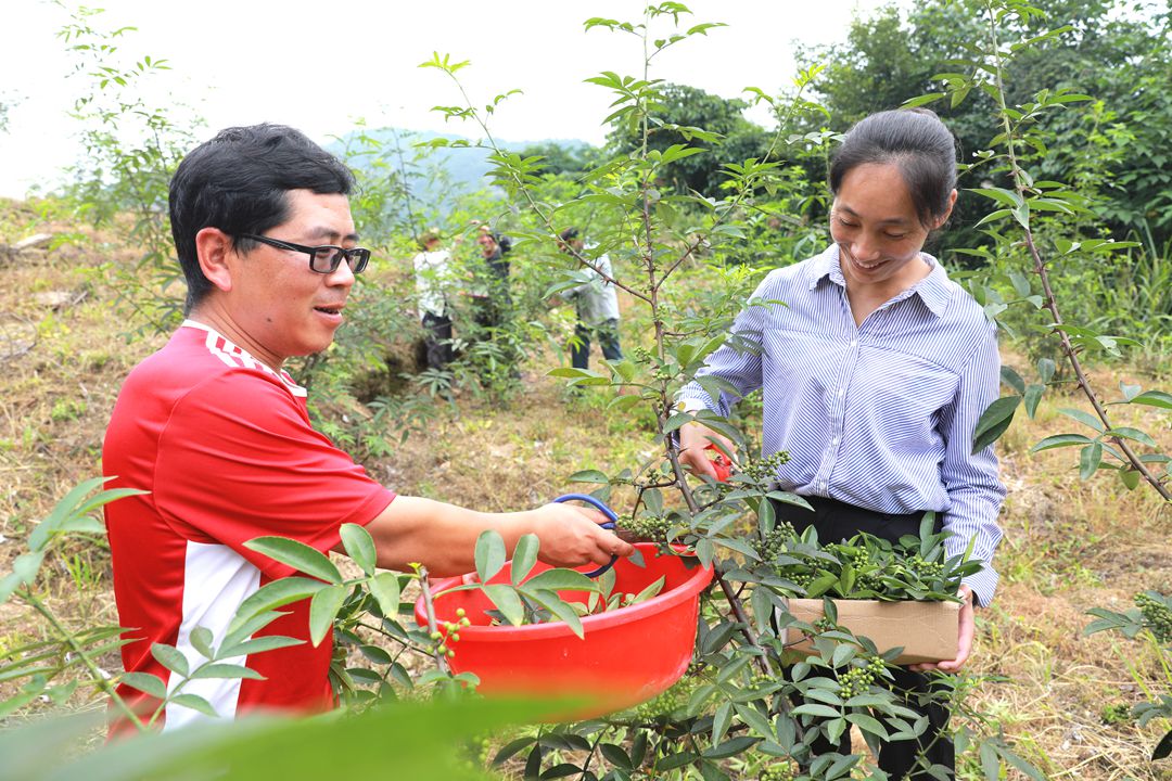 余方平：“椒”香盈满山