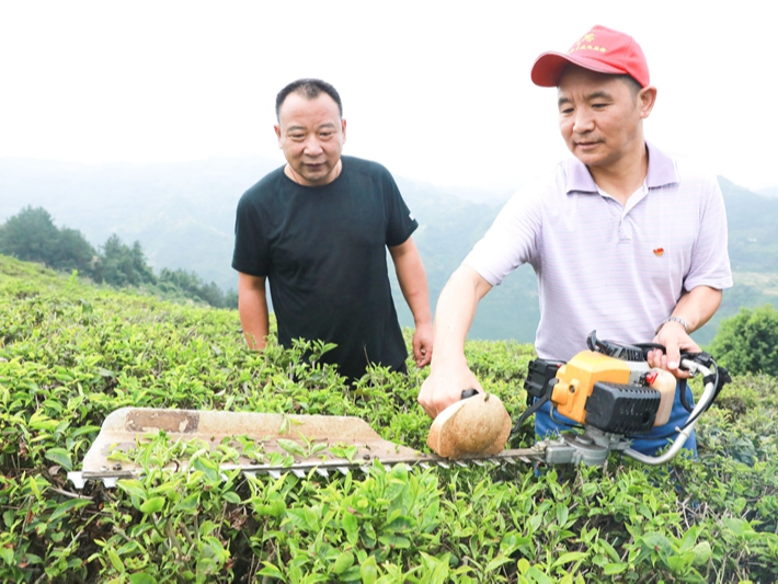 茶樹修剪夏管忙